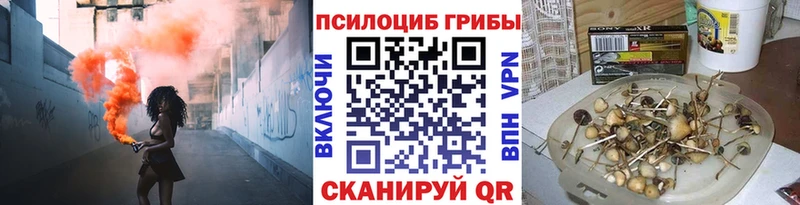 где купить   Куртамыш  Галлюциногенные грибы GOLDEN TEACHER 